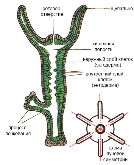 Настоящая ссылка на кракен