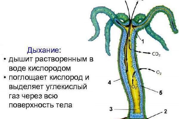 Войти на кракен