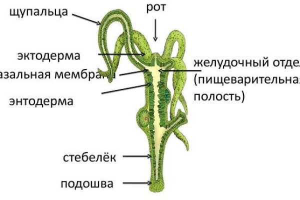 Кракен точка